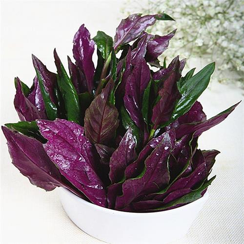 紫背天葵菜(400g)