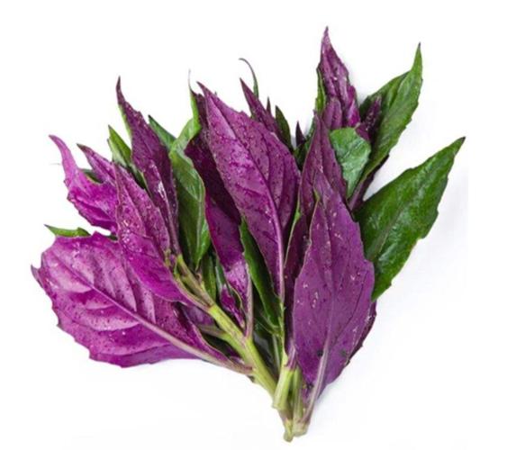 紫背天葵功效有什么