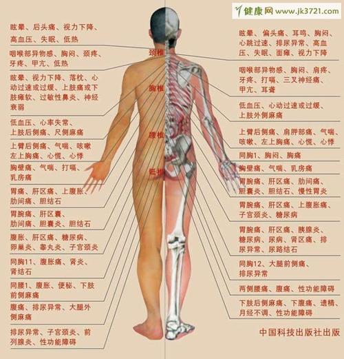 人体器官分布图,人体器官图