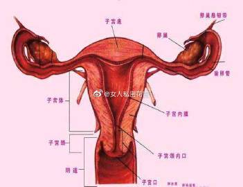 处女膜位于阴道向外开口处的一层薄黏膜,中间有孔,能允许经血从阴道