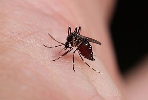 蚊子喜欢咬血甜的人是吗蚊子喜欢咬什么类型的人防蚊妙招分享