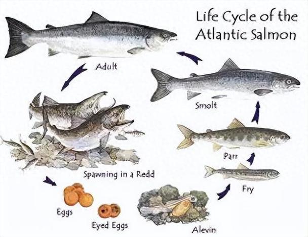 在养殖大西洋鲑时饵料蛋白质水平的高低对幼鱼生长有何影响