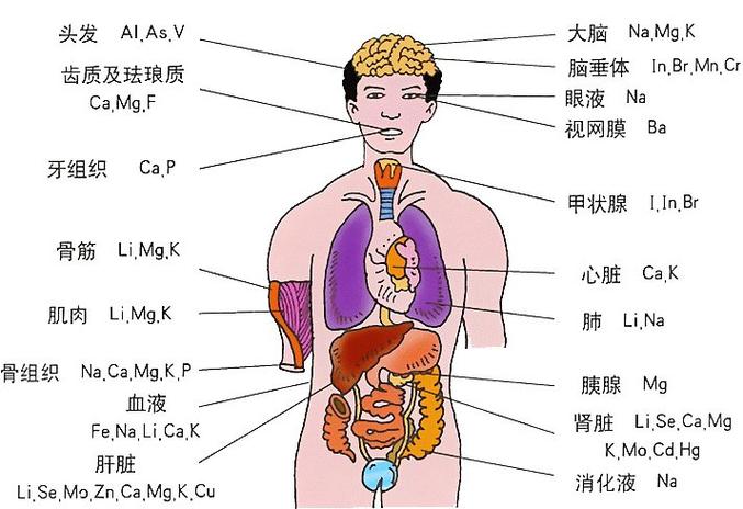 人体结构图肺部