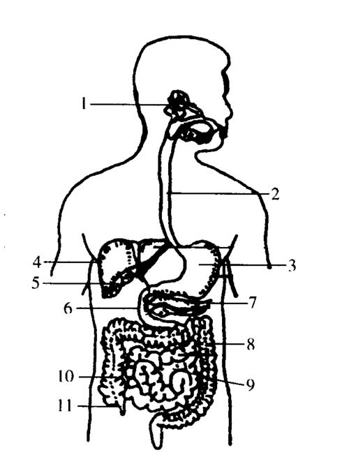 初一生物题:下图是人体部分消化系统的示意图,据图回答