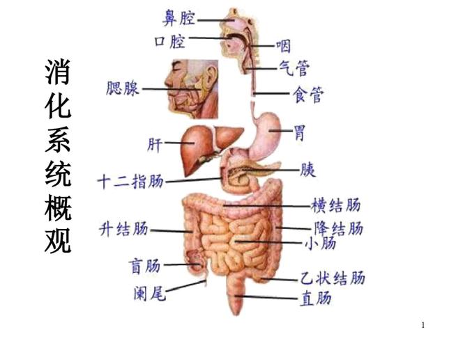 人体的消化系统图