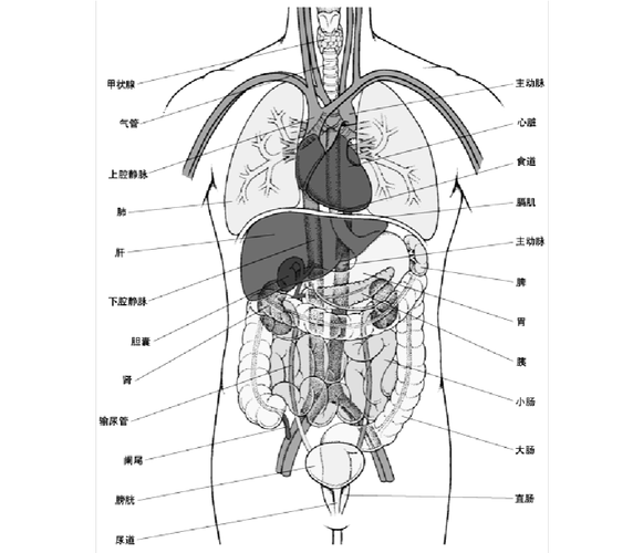 人体内脏位置分布图