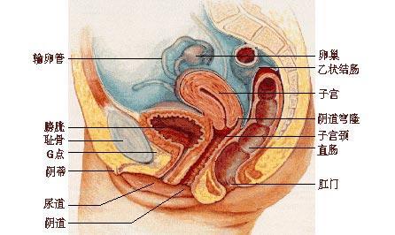 女性内生殖器官剖面图