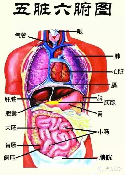 人体五脏六腑器官分布图及功能关系