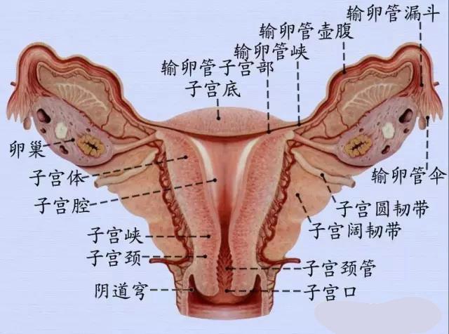 壶腹→输卵管峡→输卵管子宫部→子宫腔(经血)→子宫颈管→阴道排出3
