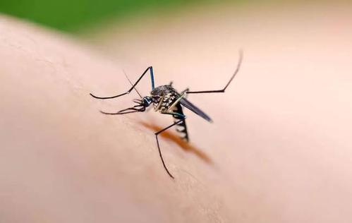 蚊子喜欢什么血型呢被蚊子咬了如何消肿
