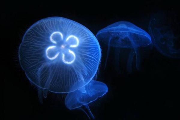 致富热 项目 百科 > 海月水母特点介绍 海月水母有毒吗海月水母吃浮游