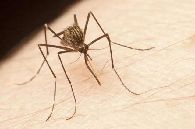 顺便把蚊子到底爱喝啥血型的血,正在吸血的蚊子能不能打,为什么住高层