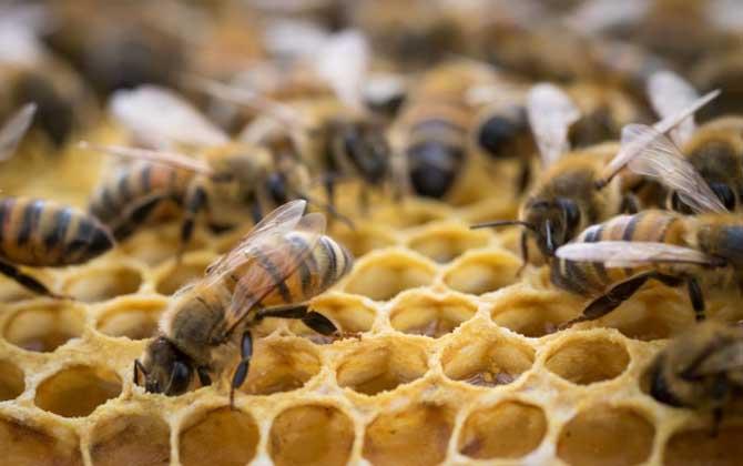 蜜蜂养殖知识及技术大全