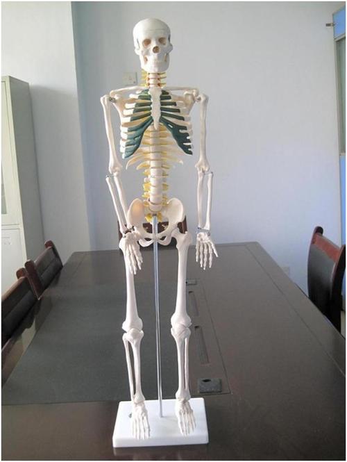 85cm人体骨骼带神经系列模型小骨骼带神经模型